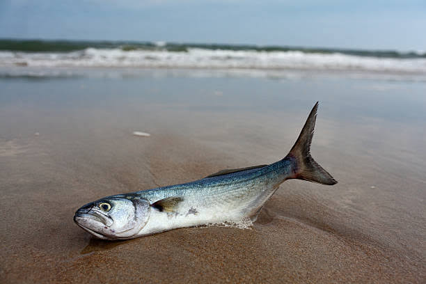 Reasons why Fishes are washed ashore - KingMinds